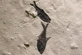 Museum Quality Fossil Fish Mortality Plate - Ready to Hang #370784-6